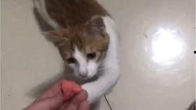 猫咪吃瓜搞笑视频大全,萌态百出笑翻天！