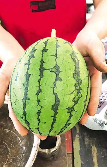 青岛吃瓜网红事件视频,一场网络舆论的风暴与反思