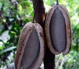 八月瓜吃货视频下载安装,轻松享受美味时光