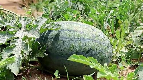 梦中吃瓜视频大全,揭秘梦中吃瓜视频大全的奇幻世界