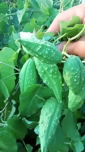 东北吃瓜的视频,揭秘东北特色美食背后的故事