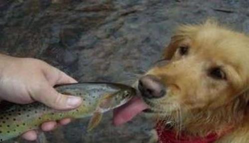 狗吃瓜海鲜中毒怎么办视频,狗狗误食海鲜中毒的急救指南