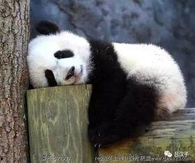 大熊猫吃蜜瓜视频大全,大熊猫的甜蜜美食时光