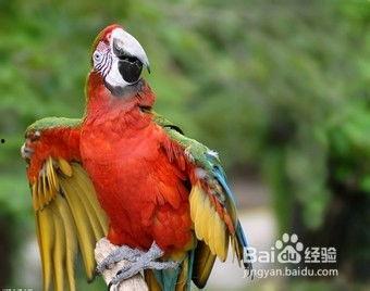 鹦鹉可以吃白瓜么视频,鹦鹉食用白瓜的安全性探讨