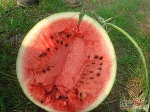 云南怒江吃瓜视频,揭秘云南怒江的独特美食文化