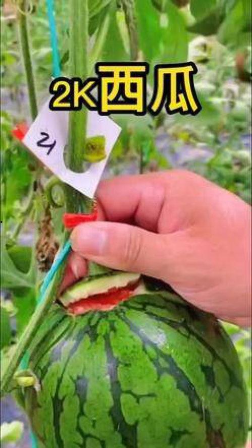 带货搞笑吃瓜视频大全下载,笑料横生，带你领略网络搞笑盛宴