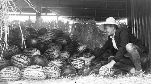 哈尔滨雾霾吃瓜群众视频,现场视频直击