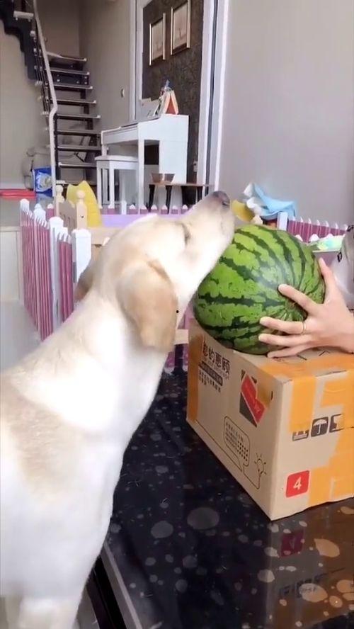 汪星人吃瓜视频第一名,萌宠界的“瓜王”诞生记