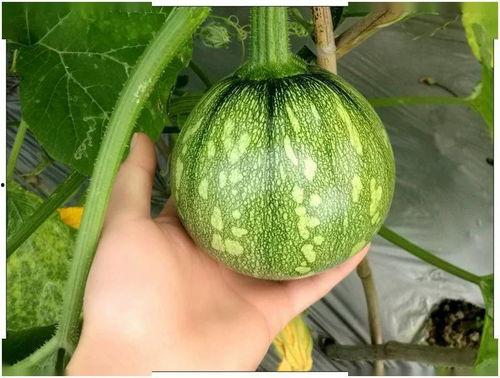 福建家长群原视频吃瓜